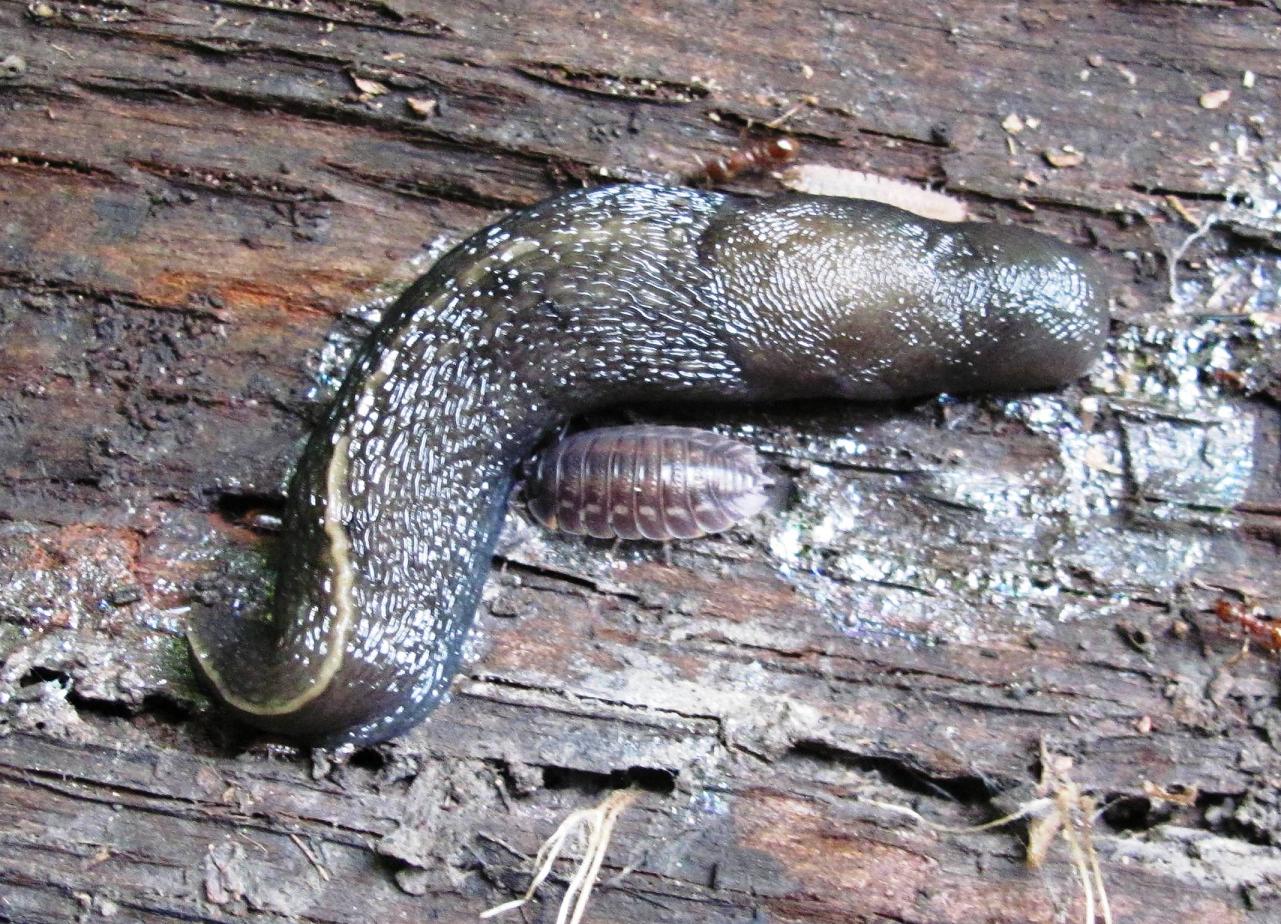 Limacidae dalla Germania Meridionale